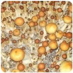 Псилоцибиновые (галлюциногенные) грибы в Бирске Psilocybin "Golden Teacher" Псилоцибиновые (галлюциногенные) грибы в Бирске Psilocybin "Golden Teacher"