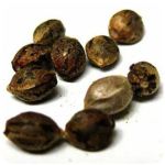 Семена марихуаны АК-47 (Seeds AK-47) в Бирске Семена марихуаны АК-47 (Seeds AK-47) в Бирске